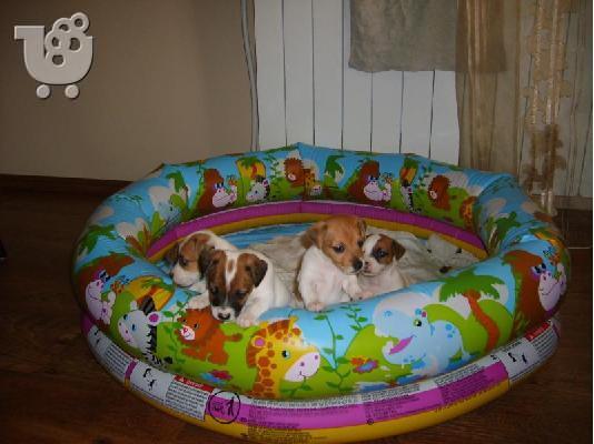 Kαλή τιμή!!!.Πουλάω όμορφα κουτάβια ράτσα JACK RUSSEL TERRIER - Τζακ Ράσελ Τεριέ - 300 eur...
